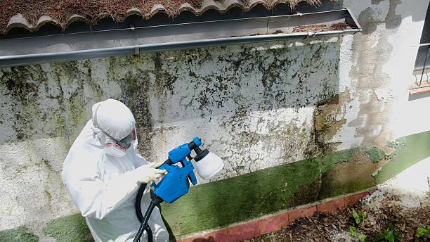 Trusted Crawl Space Mold Removal service in Walloon Lake, MI - Cheap Mold Removal